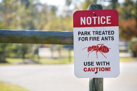 All About Ants Image